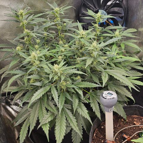 Green Gelato Auto growlog timeline photo