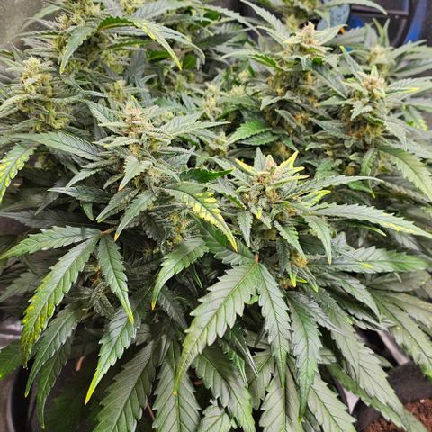 Green Gelato Auto growlog timeline photo