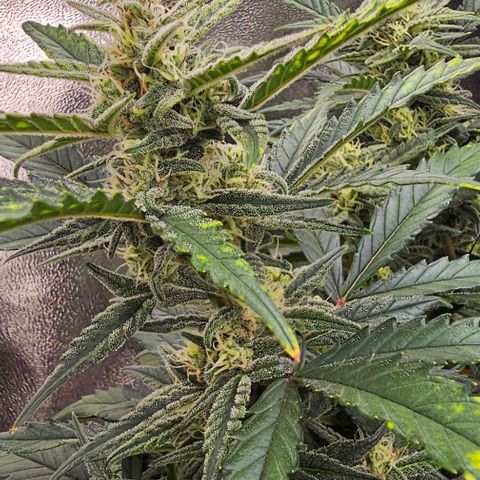Green Gelato Auto growlog timeline photo
