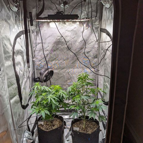 Snow-G growlog photo: Trellis up