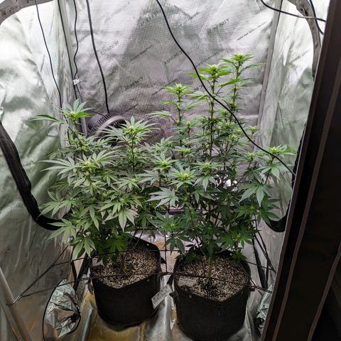 Snow-G growlog timeline photo