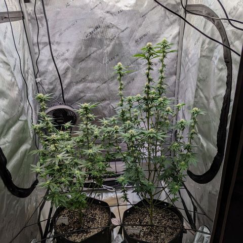 Snow-G growlog photo: Post green clean