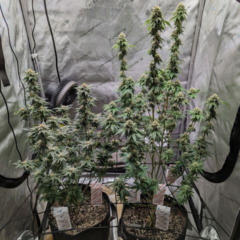 Snow-G growlog timeline photo