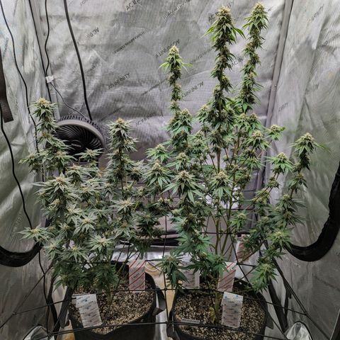 Snow-G growlog timeline photo
