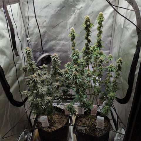 Snow-G growlog timeline photo