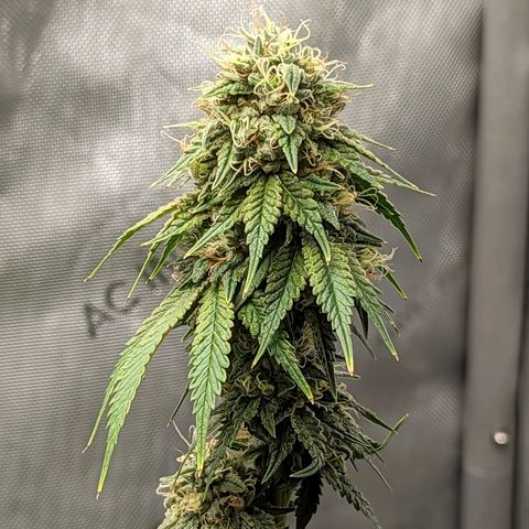 Snow-G growlog timeline photo