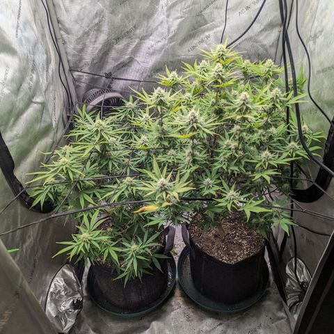 Snow-G growlog photo: Crack Breath (Green Crack x Mendo Breath) and Sour Diesel