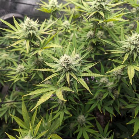 Snow-G growlog timeline photo