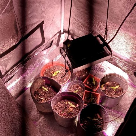 Mango Biche growlog photo: Vegetativo 18hs 