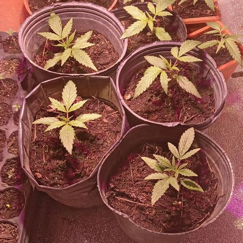 Mango Biche growlog timeline photo