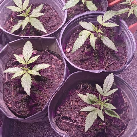 Mango Biche growlog timeline photo