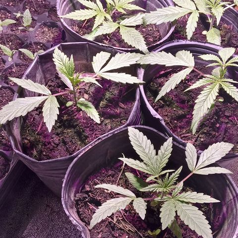 Mango Biche growlog timeline photo