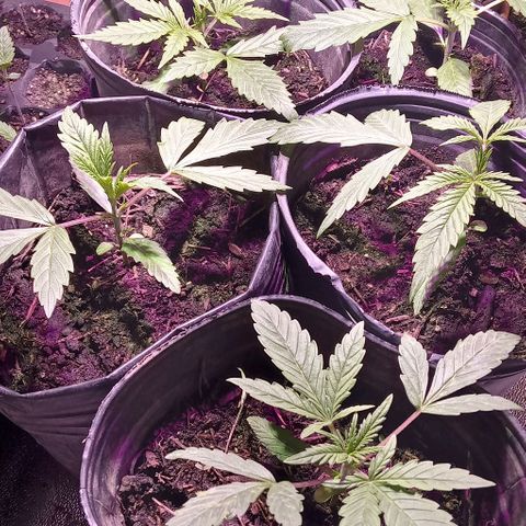 Mango Biche growlog timeline photo