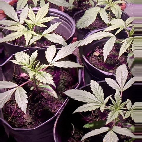 Mango Biche growlog timeline photo