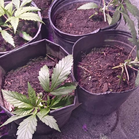 Mango Biche growlog timeline photo