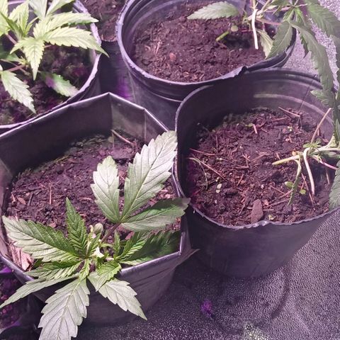 Mango Biche growlog timeline photo