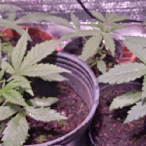 Mango Biche growlog timeline photo