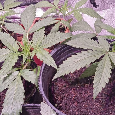 Mango Biche growlog timeline photo
