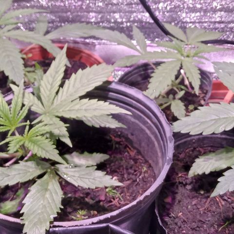 Mango Biche growlog timeline photo