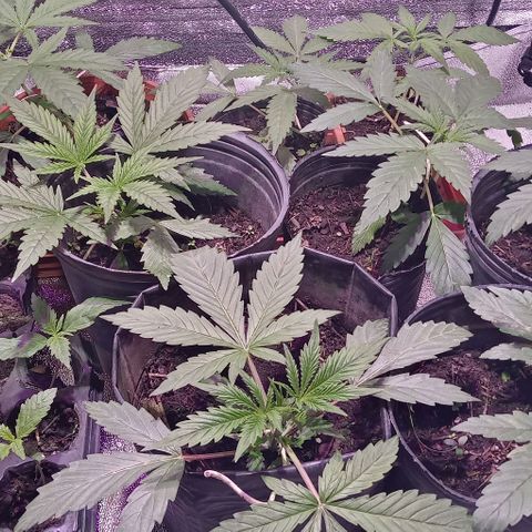 Mango Biche growlog timeline photo