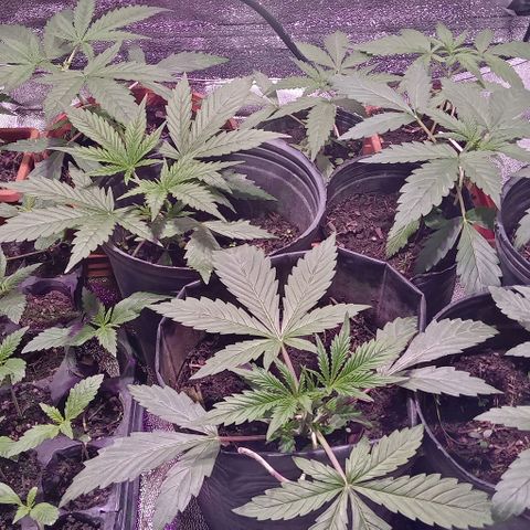 Mango Biche growlog timeline photo