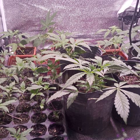 Mango Biche growlog timeline photo