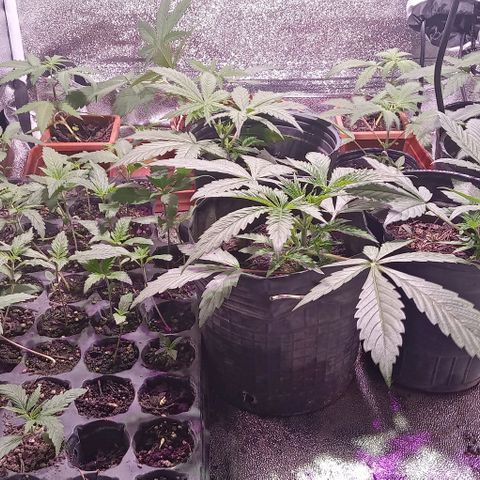 Mango Biche growlog timeline photo