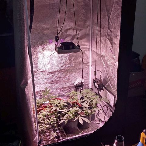 Mango Biche growlog timeline photo