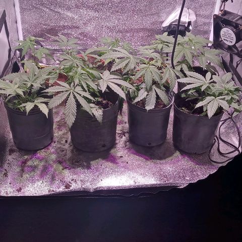 Mango Biche growlog photo: Paso una a maceta de 19 litros geotextil 