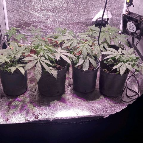 Mango Biche growlog photo: Paso una a maceta de 19 litros geotextil 