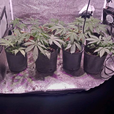 Mango Biche growlog photo: Paso una a maceta de 19 litros geotextil 