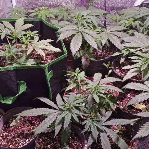 Mango Biche growlog timeline photo