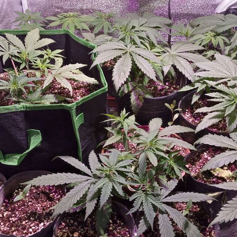 Mango Biche growlog timeline photo