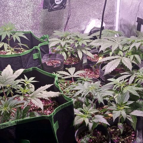 Mango Biche growlog timeline photo