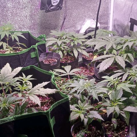 Mango Biche growlog timeline photo
