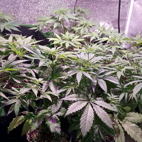 Mango Biche growlog timeline photo