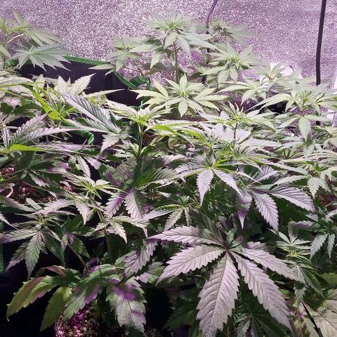 Mango Biche growlog timeline photo