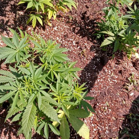 Mango Biche growlog photo: Las plantas pasan a Pachá y exterior 