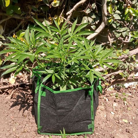 Mango Biche growlog photo: Las plantas pasan a Pachá y exterior 