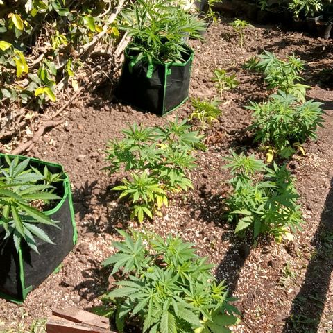 Mango Biche growlog photo: Las plantas pasan a Pachá y exterior 