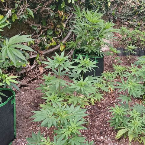 Mango Biche growlog photo: Algunas empezaron a mostrar sexo , hay varias hembras 