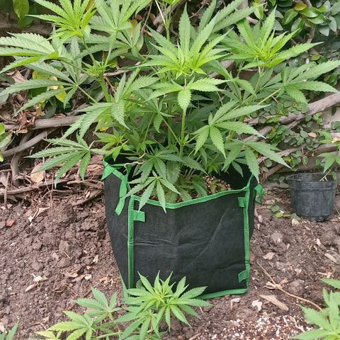 Mango Biche growlog photo: Algunas empezaron a mostrar sexo , hay varias hembras 