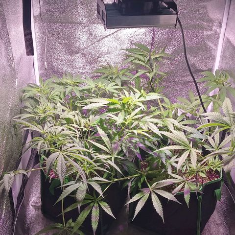 Mango Biche growlog photo: Pasan a florar dos hembras en macetas geotextil de 19 litros, el resto sigue en jardín primitivo 