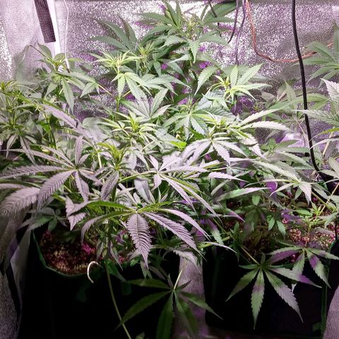 Mango Biche growlog timeline photo