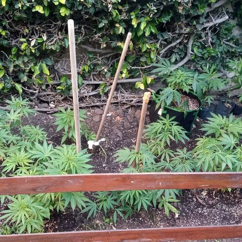Mango Biche growlog timeline photo