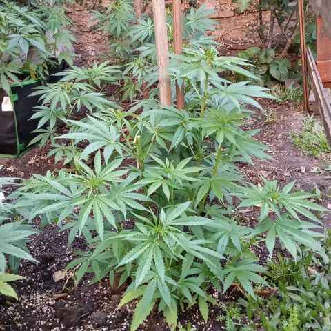 Mango Biche growlog timeline photo