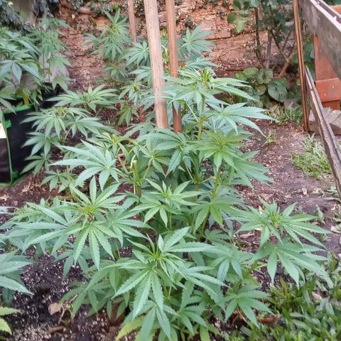 Mango Biche growlog timeline photo