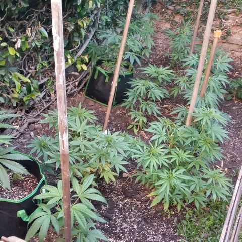 Mango Biche growlog timeline photo