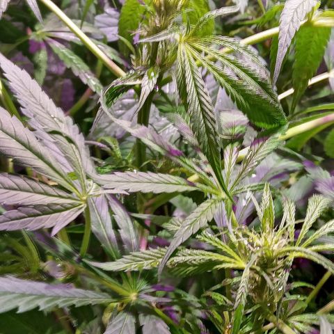 Mango Biche growlog photo: Plantas florando riego foliar con namaste