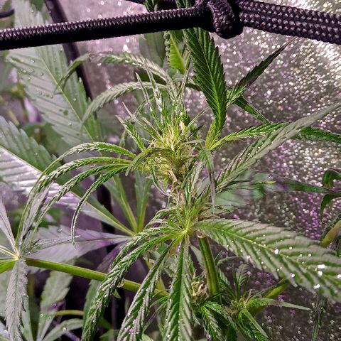 Mango Biche growlog photo: Plantas florando riego foliar con namaste
